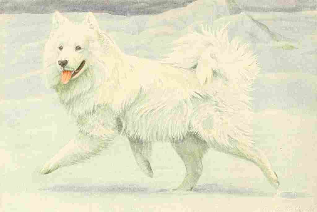 Fuertes Louis Agassiz 1919 Samoyed A4 Photo Print
