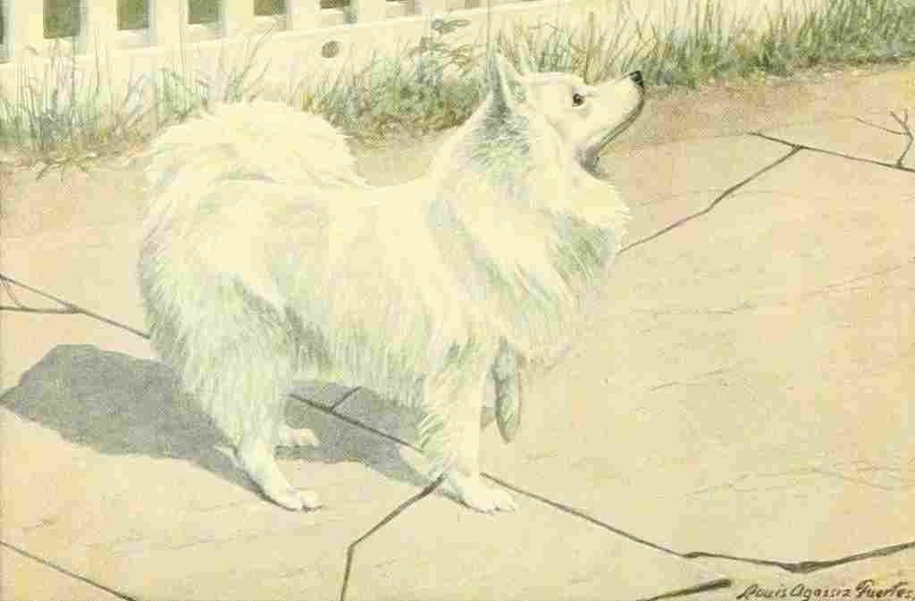 Fuertes Louis Agassiz 1919 Spitz A4 Photo Print