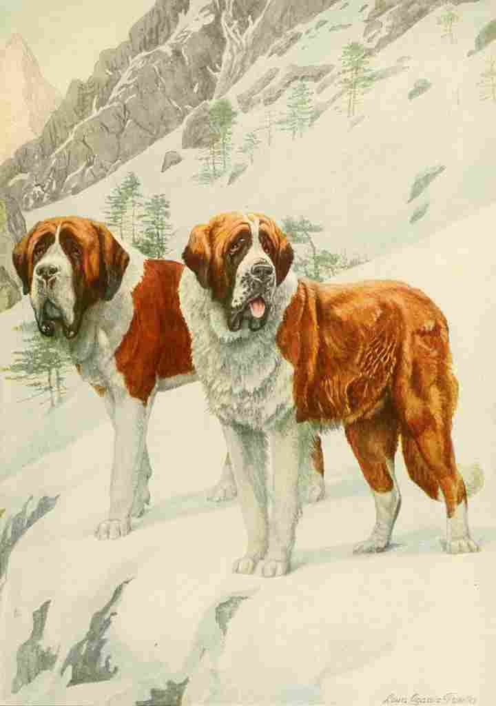Fuertes Louis Agassiz 1919 St Bernard A4 Photo Print
