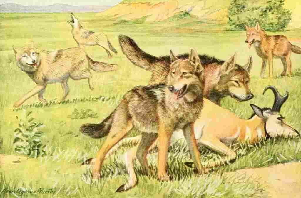 Fuertes Louis Agassiz 1919 Timber Wolf & Coyote A4 Photo Print
