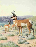 Fuertes Louis Agassiz 1920 Antelope A4 Photo Print