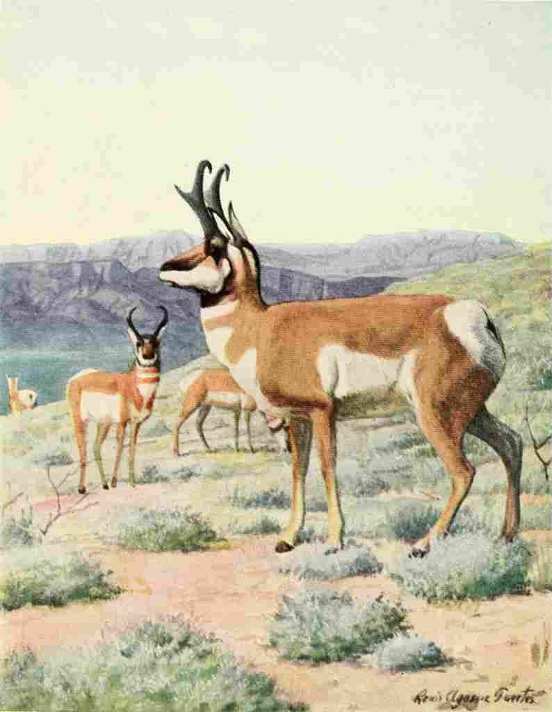 Fuertes Louis Agassiz 1920 Antelope A4 Photo Print