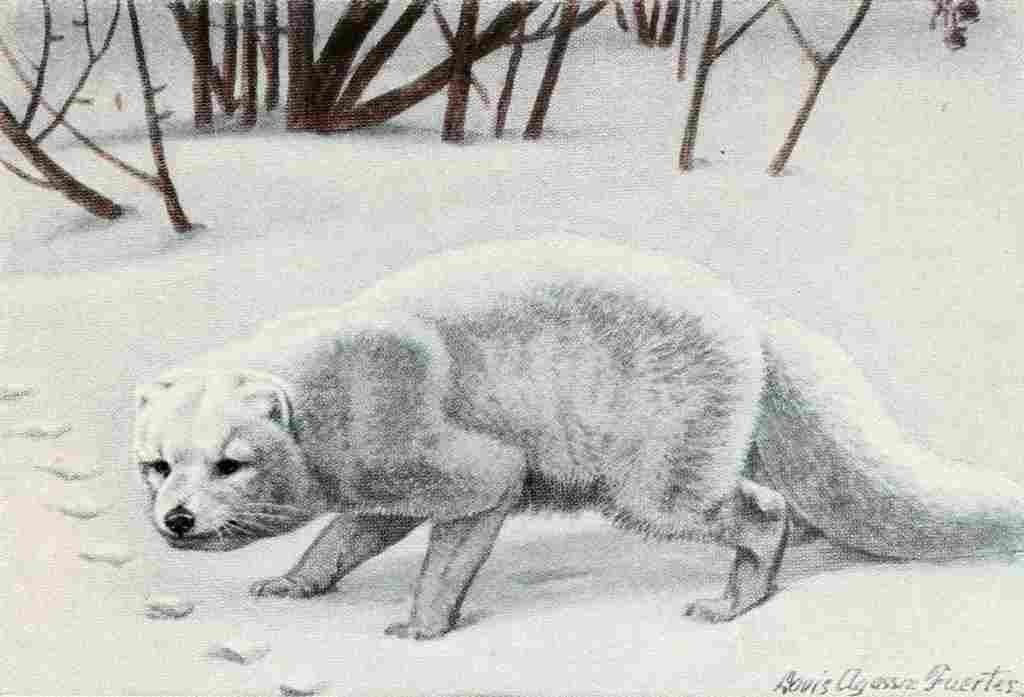 Fuertes Louis Agassiz 1920 Arctic Fox A4 Photo Print