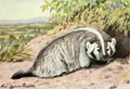 Fuertes Louis Agassiz 1920 Badger A4 Photo Print