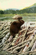 Fuertes Louis Agassiz 1920 Beaver A4 Photo Print