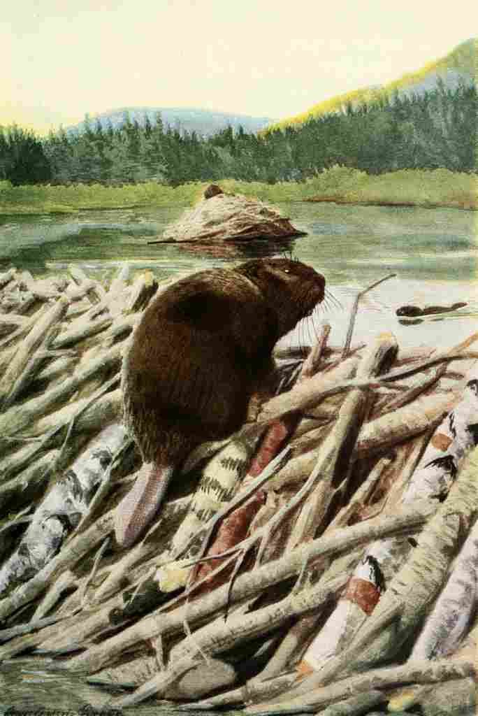 Fuertes Louis Agassiz 1920 Beaver A4 Photo Print