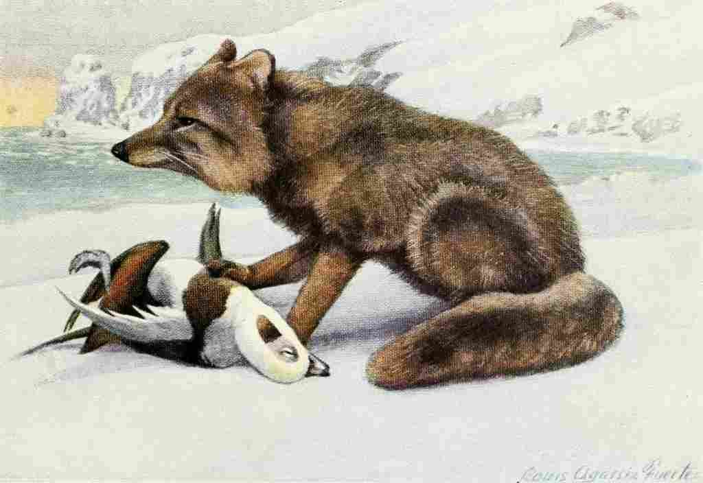 Fuertes Louis Agassiz 1920 Blue Fox A4 Photo Print