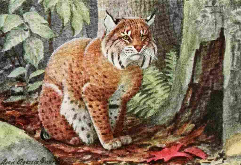 Fuertes Louis Agassiz 1920 Bob Cat A4 Photo Print