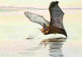 Fuertes Louis Agassiz 1920 Brown Bat A4 Photo Print