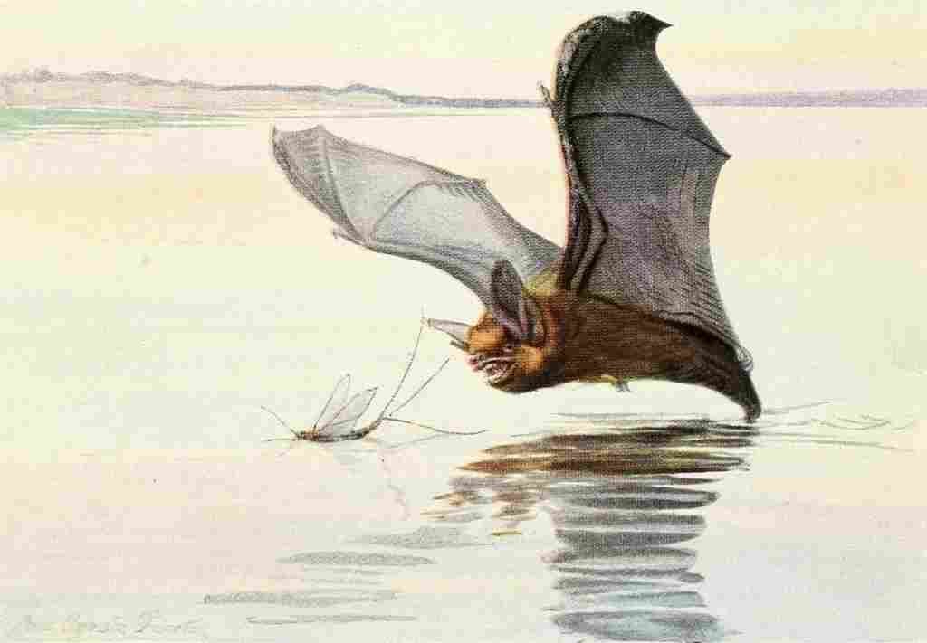 Fuertes Louis Agassiz 1920 Brown Bat A4 Photo Print
