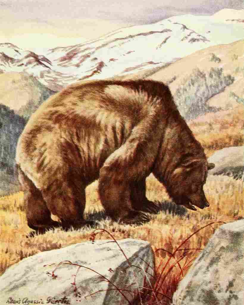 Fuertes Louis Agassiz 1920 Brown Bear A4 Photo Print