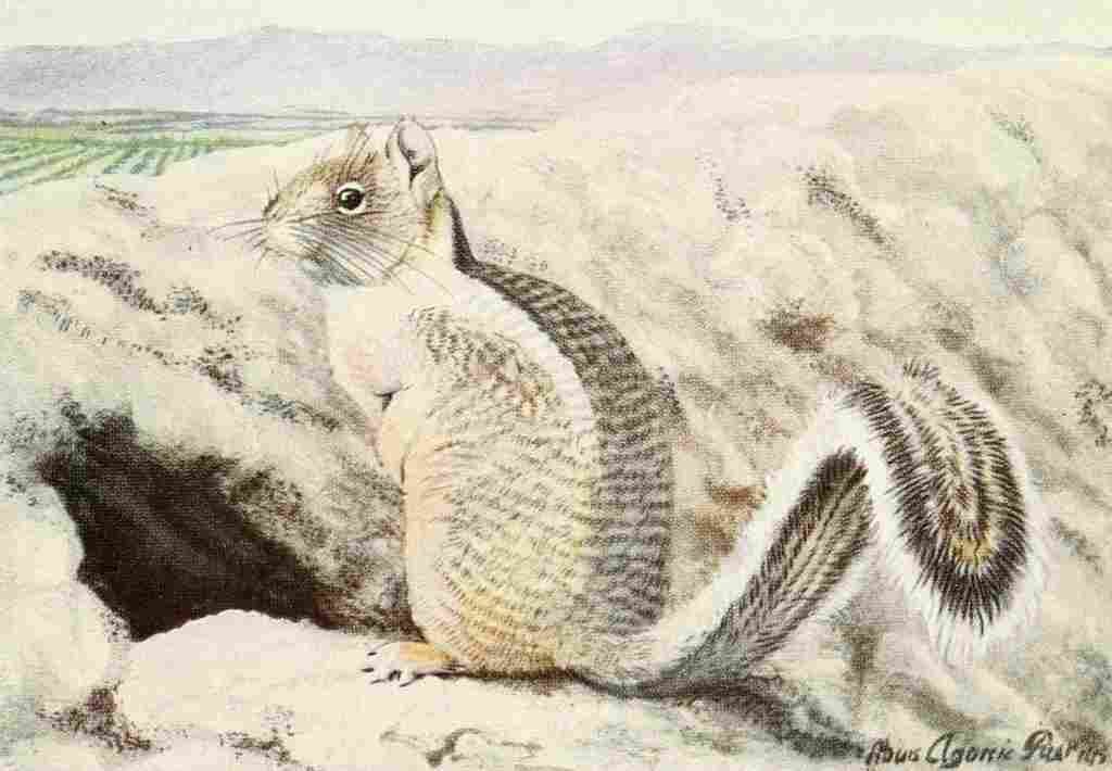 Fuertes Louis Agassiz 1920 California Ground Squirrel A4 Photo Print