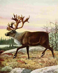 Fuertes Louis Agassiz 1920 Caribou A4 Photo Print