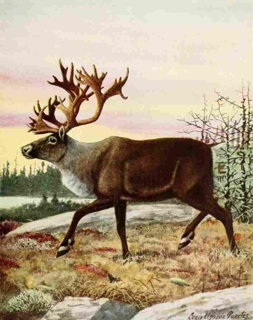 Fuertes Louis Agassiz 1920 Caribou A4 Photo Print