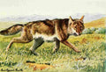 Fuertes Louis Agassiz 1920 Coyote A4 Photo Print