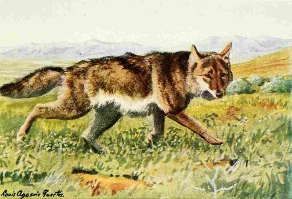 Fuertes Louis Agassiz 1920 Coyote A4 Photo Print