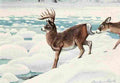Fuertes Louis Agassiz 1920 Deer A4 Photo Print