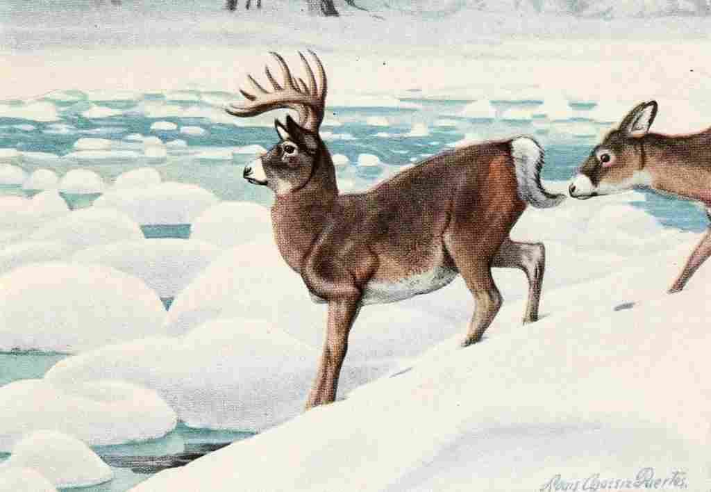 Fuertes Louis Agassiz 1920 Deer A4 Photo Print