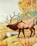 Fuertes Louis Agassiz 1920 Elk A4 Photo Print