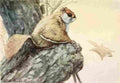 Fuertes Louis Agassiz 1920 Flying Squirrel A4 Photo Print
