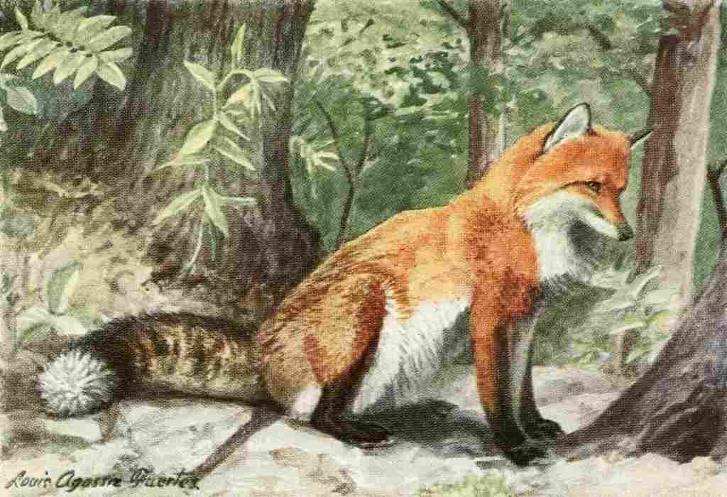 Fuertes Louis Agassiz 1920 Fox A4 Photo Print