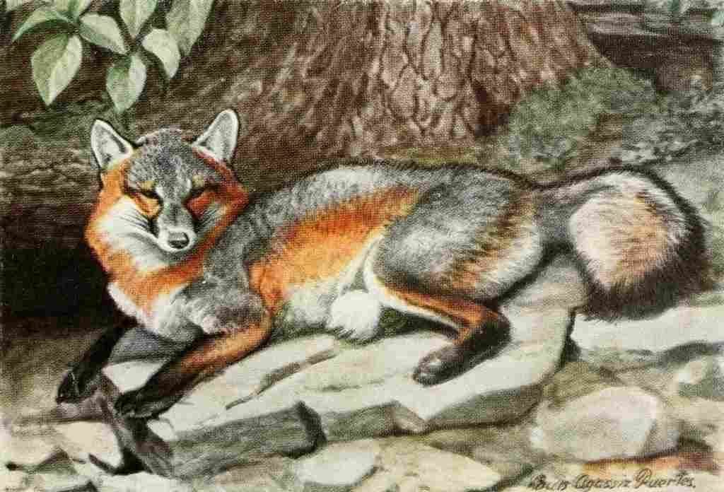 Fuertes Louis Agassiz 1920 Grey Fox A4 Photo Print