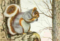 Fuertes Louis Agassiz 1920 Grey Squirrel A4 Photo Print