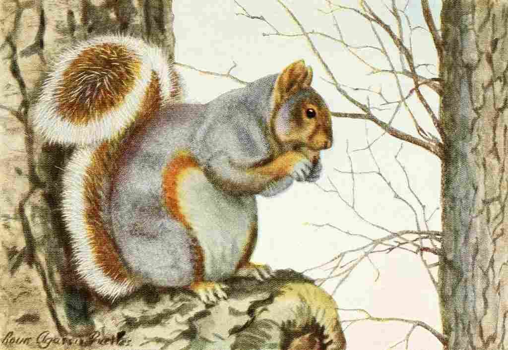 Fuertes Louis Agassiz 1920 Grey Squirrel A4 Photo Print