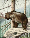 Fuertes Louis Agassiz 1920 Grizzly Bear A4 Photo Print