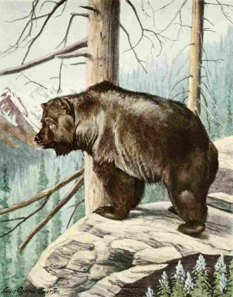 Fuertes Louis Agassiz 1920 Grizzly Bear A4 Photo Print