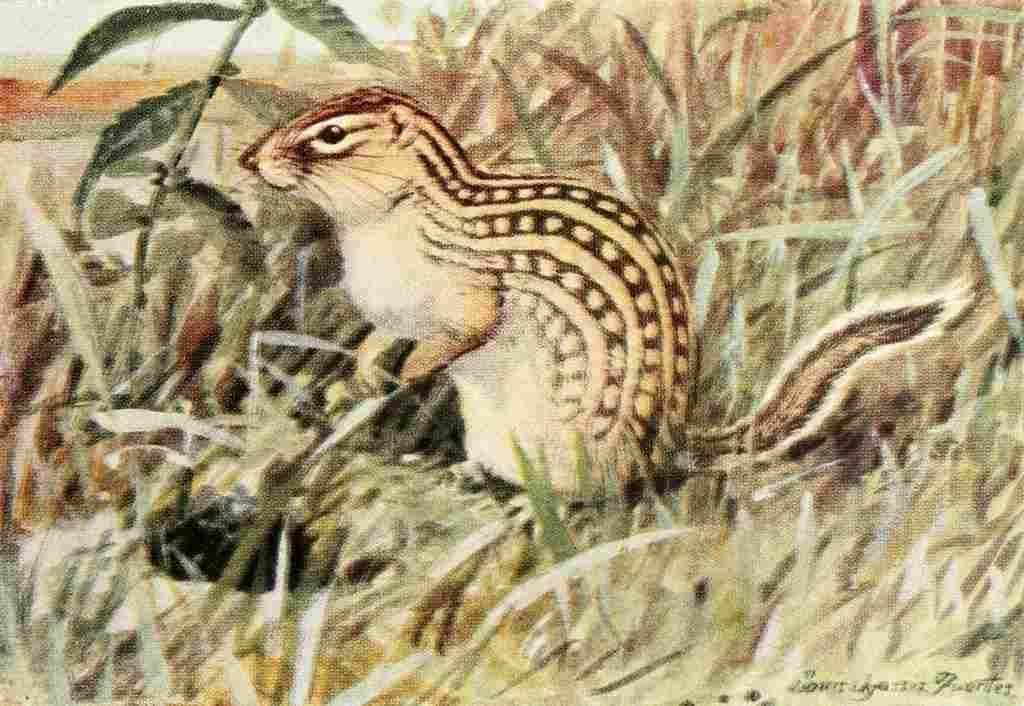 Fuertes Louis Agassiz 1920 Ground Squirrel A4 Photo Print