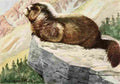 Fuertes Louis Agassiz 1920 Hoary Marmot A4 Photo Print