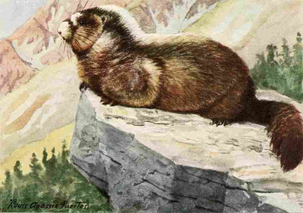 Fuertes Louis Agassiz 1920 Hoary Marmot A4 Photo Print