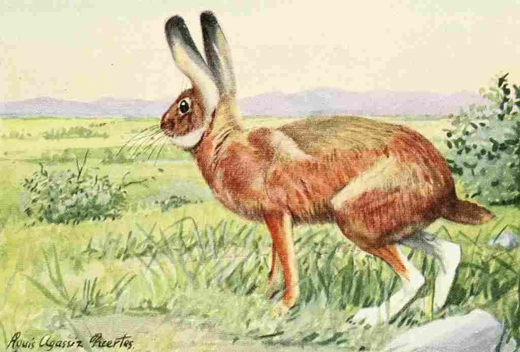 Fuertes Louis Agassiz 1920 Jack Rabbit A4 Photo Print