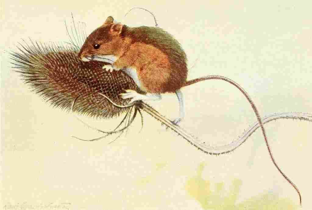 Fuertes Louis Agassiz 1920 Jumping Mouse A4 Photo Print