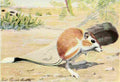Fuertes Louis Agassiz 1920 Kangaroo Rat A4 Photo Print