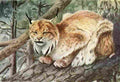 Fuertes Louis Agassiz 1920 Lynx A4 Photo Print