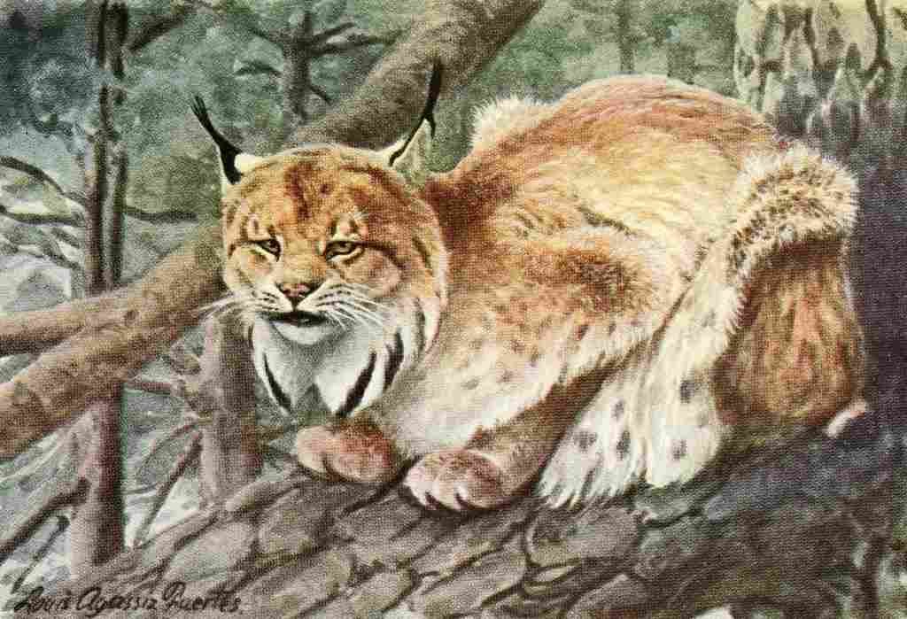 Fuertes Louis Agassiz 1920 Lynx A4 Photo Print