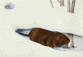 Fuertes Louis Agassiz 1920 Meadow Mouse A4 Photo Print