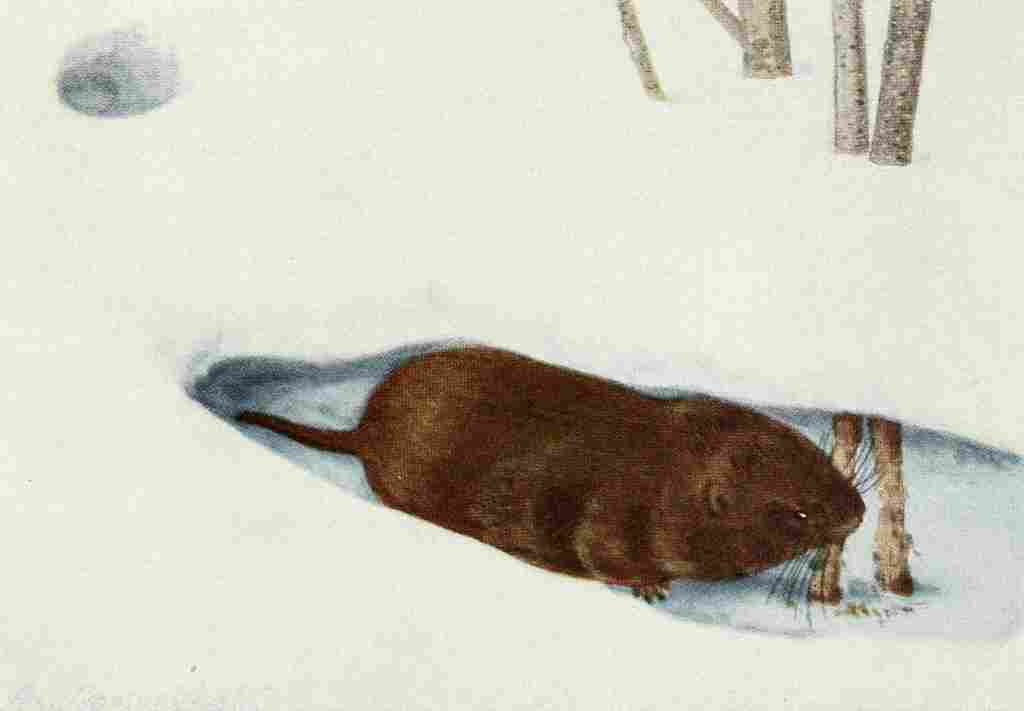 Fuertes Louis Agassiz 1920 Meadow Mouse A4 Photo Print
