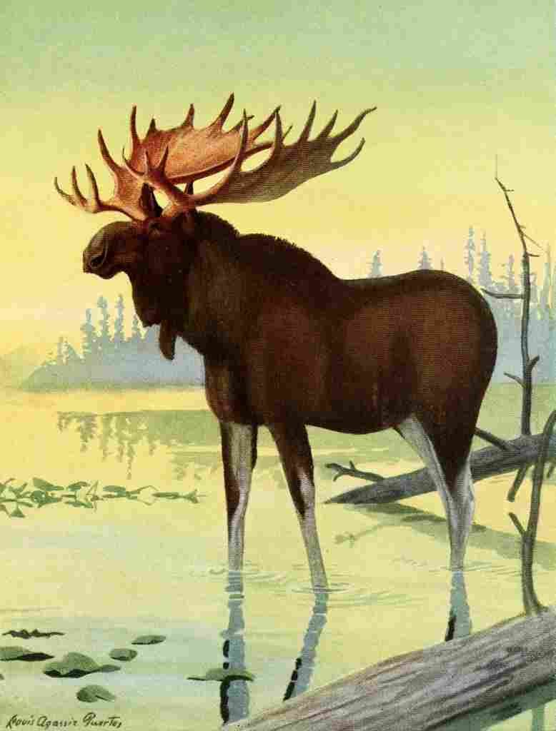 Fuertes Louis Agassiz 1920 Moose A4 Photo Print