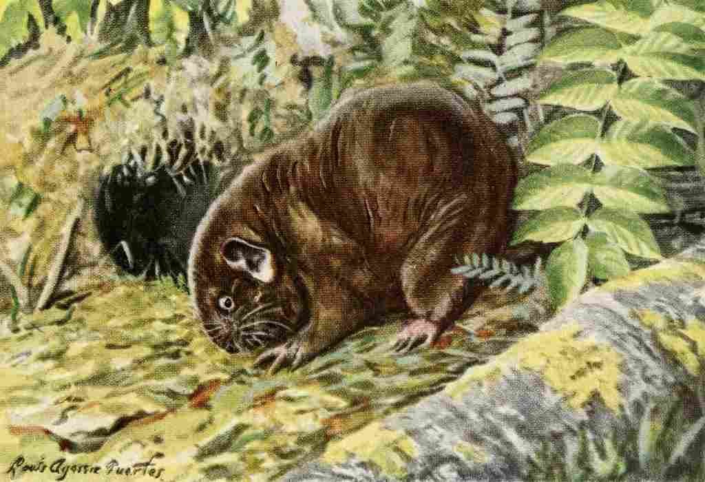 Fuertes Louis Agassiz 1920 Mountain Beaver A4 Photo Print