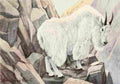 Fuertes Louis Agassiz 1920 Mountain Goat A4 Photo Print