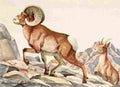 Fuertes Louis Agassiz 1920 Mountain Sheep A4 Photo Print