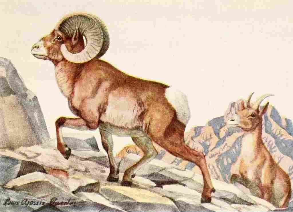 Fuertes Louis Agassiz 1920 Mountain Sheep A4 Photo Print