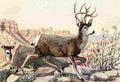 Fuertes Louis Agassiz 1920 Mule Deer A4 Photo Print