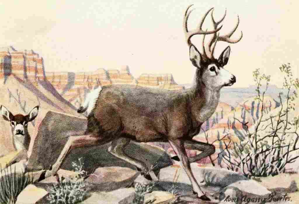 Fuertes Louis Agassiz 1920 Mule Deer A4 Photo Print