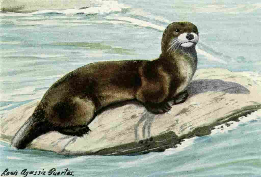 Fuertes Louis Agassiz 1920 Otter A4 Photo Print