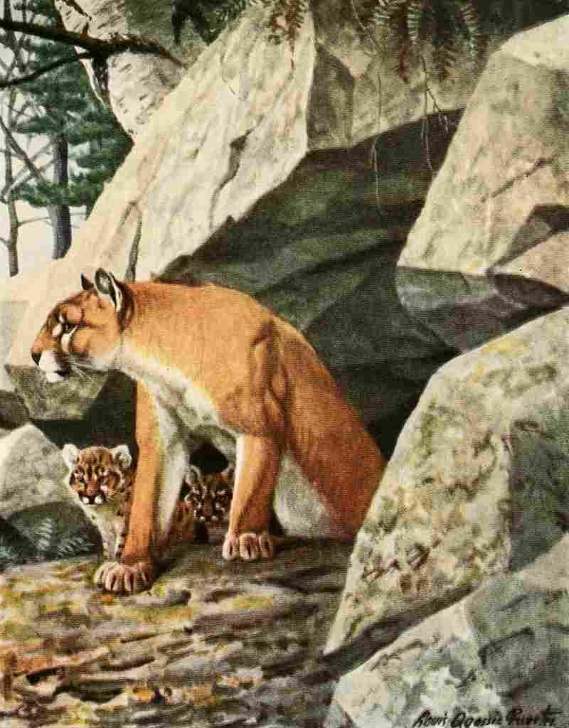 Fuertes Louis Agassiz 1920 Panther A4 Photo Print