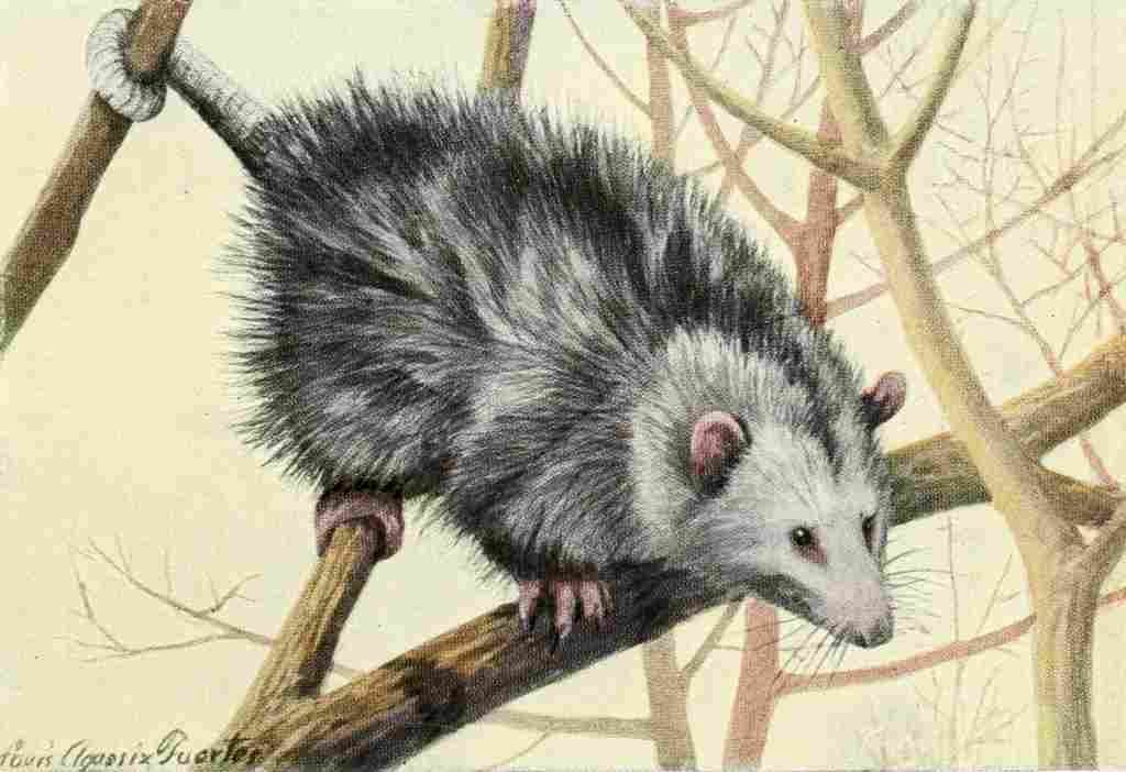 Fuertes Louis Agassiz 1920 Possum A4 Photo Print